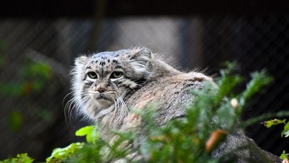 Manul z Zoo Poznań walczy o finał. Pomóżmy mu zwyciężyć