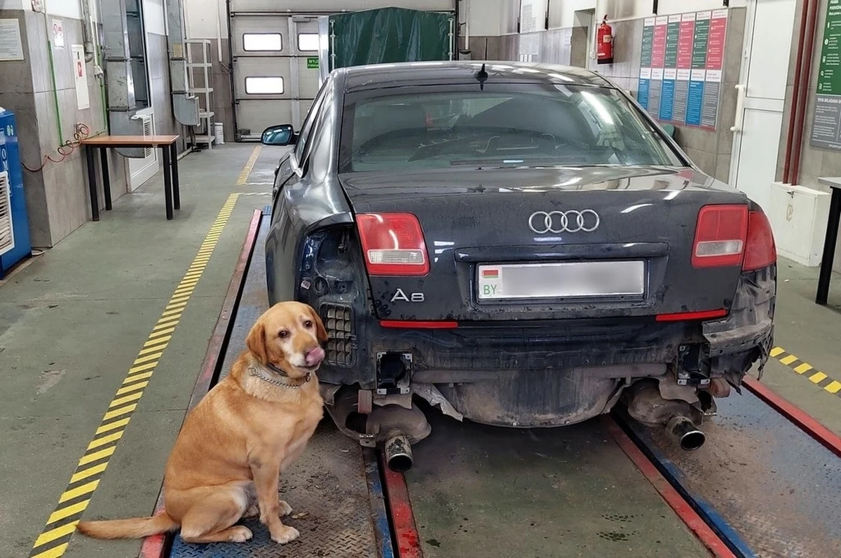 Ponad siedemset paczek papierosów ukrył białoruski kierowca w skrytkach w przerobionym tłumiku, progach i podłużnicach auta. Zatrzymany został do kontroli koło Augustowa (Podlaskie) przez funkcjonariuszy KAS. W wykryciu przemytu pomógł szkolony do tego labrador.