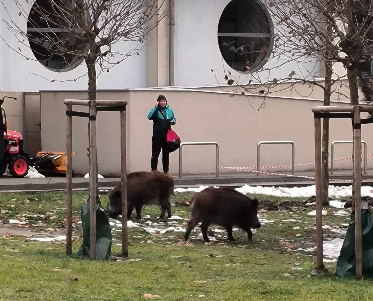 Po raz kolejny dziki odwiedziły centrum Krakowa. Tym razem pojawiły się w pobliżu basenu Akademii Górniczo-Hutniczej przy ul. Buszka. Zdjęcia nadesłała nasza słuchaczka, studentka AGH.