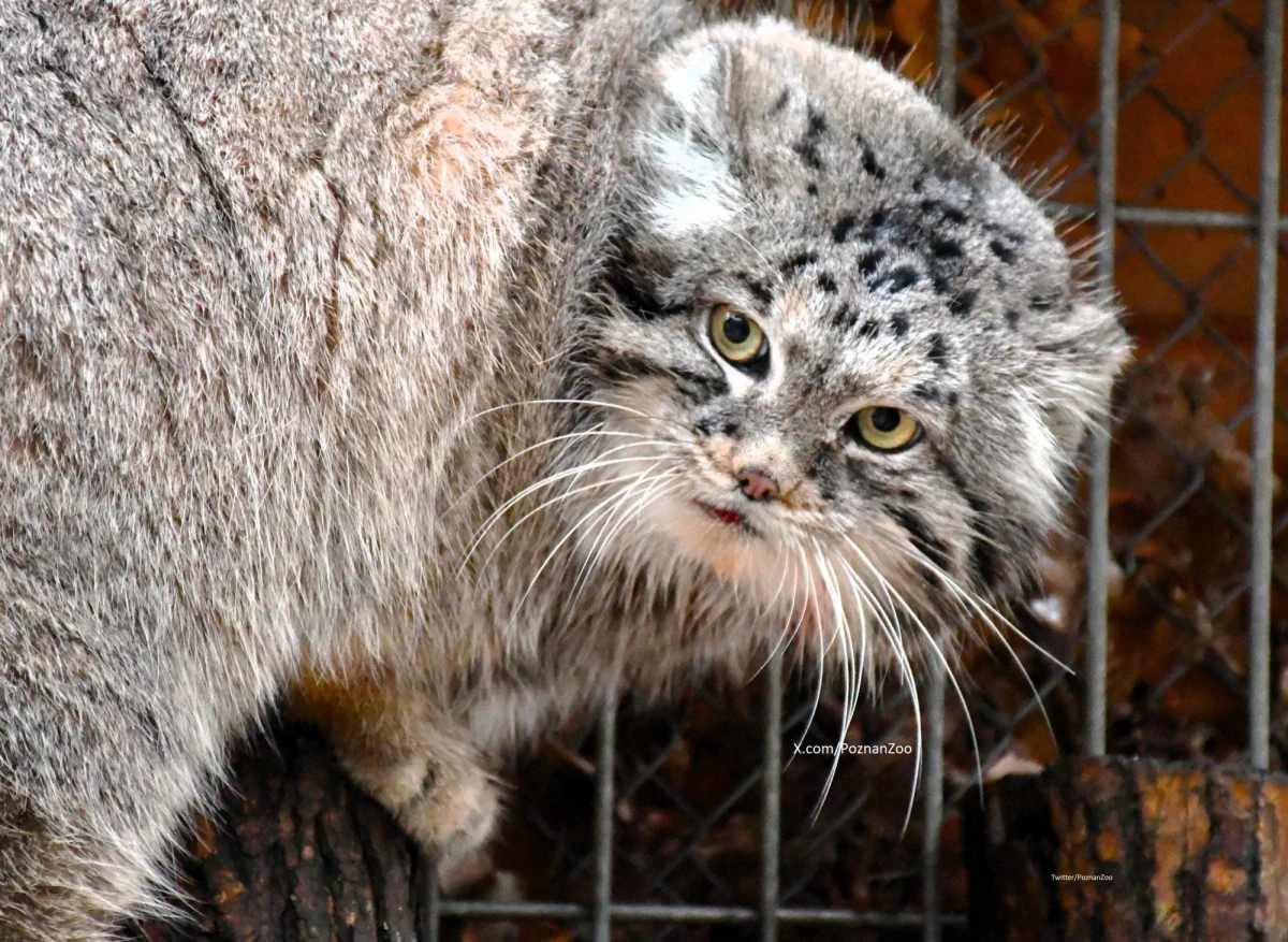 Poznańskie zoo i wszyscy, którzy kibicowali Magellanowi, mają powody do zadowolenia. Sympatyczny zwierzak został wybrany manulem roku 2023. Magellan w internetowym głosowaniu pokonał rywali z całego świata.