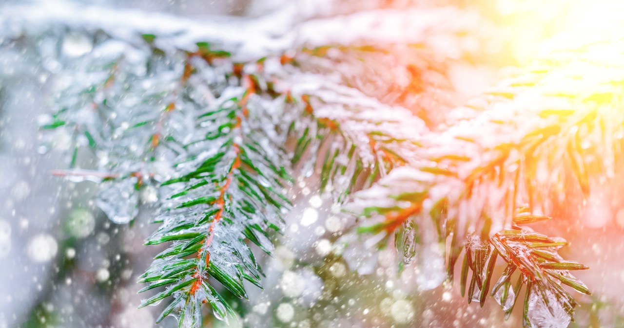 wielu, miejscach, Polski, śniegu, praktycznie, informuje, Instytut, Meteorologii, Gospodarki, Wodnej, powodu, trwającej, odwilży Nowe prognozy na Boże Narodzenie. Coraz mniej wątpliwości