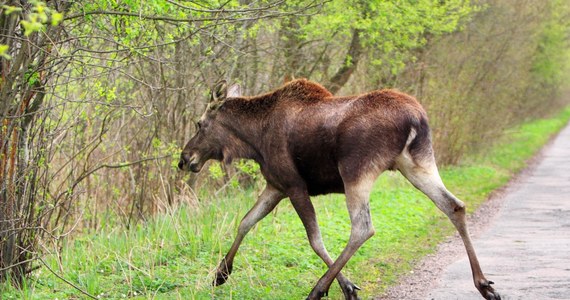 73-letni myśliwy, wobec którego warunkowo umorzono postępowania karne dotyczące zastrzelenia dwóch łosi, ma zapłacić Skarbowi Państwa 28 tys. zł ekwiwalentu za zabicie zwierząt, na których odstrzał obowiązuje od lat moratorium - orzekł w środę Sąd Okręgowy w Łomży (Podlaskie).
