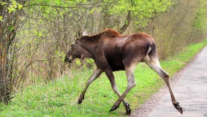 Myśliwy zapłaci Skarbowi Państwa 28 tys. zł za zabite łosie