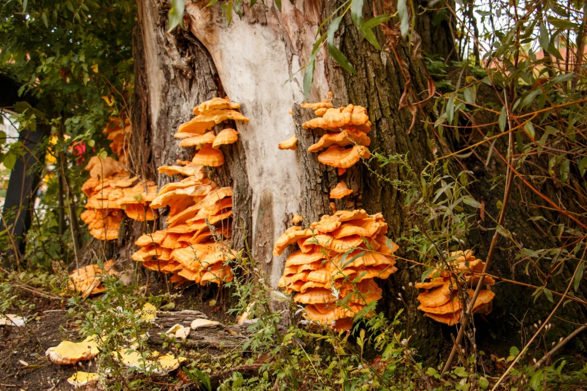 Fungarium - liczące ok. 11 tys. okazów grzybów mikroskopowych i makroskopowych badacza Marka Wołkowyckiego zostało w środę przekazane do Instytutu Nauk Leśnych Politechniki Białostockiej w Hajnówce (Podlaskie). Będą służyć badaniom naukowym.