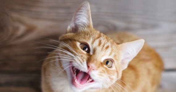 Naukowcy po raz pierwszy podjęli próbę sporządzenia wyczerpującego wykazu zwierząt zjadanych przez koty domowe. Na razie zidentyfikowano ponad 2000 gatunków, w tym wiele zagrożonych – informuje „Nature Communications”.