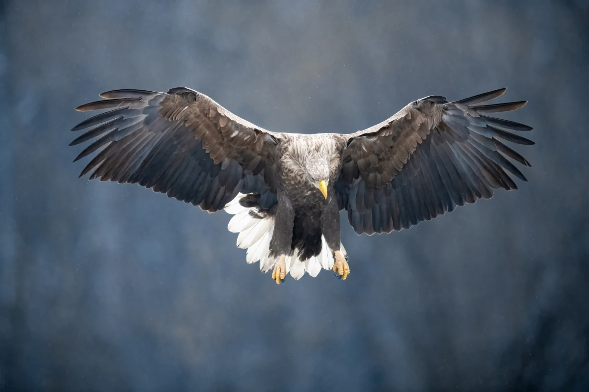 ​Wielka ława przysięgłych w amerykańskim stanie Montana postawiła w stan oskarżenia dwóch mężczyzn, którzy mieli wbrew prawu upolować około 3,6 tys. dzikich ptaków, w tym orłów przednich i bielików amerykańskich - poinformowała lokalna gazeta "Daily Montanan".