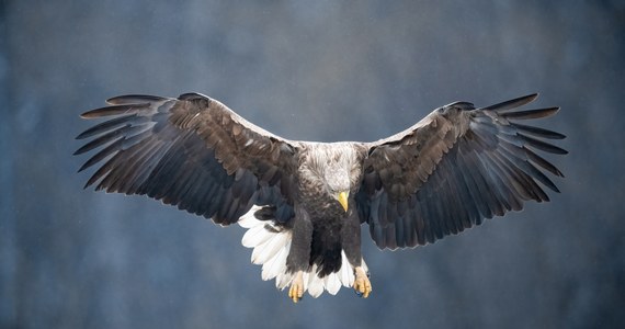 ​Wielka ława przysięgłych w amerykańskim stanie Montana postawiła w stan oskarżenia dwóch mężczyzn, którzy mieli wbrew prawu upolować około 3,6 tys. dzikich ptaków, w tym orłów przednich i bielików amerykańskich - poinformowała lokalna gazeta "Daily Montanan".