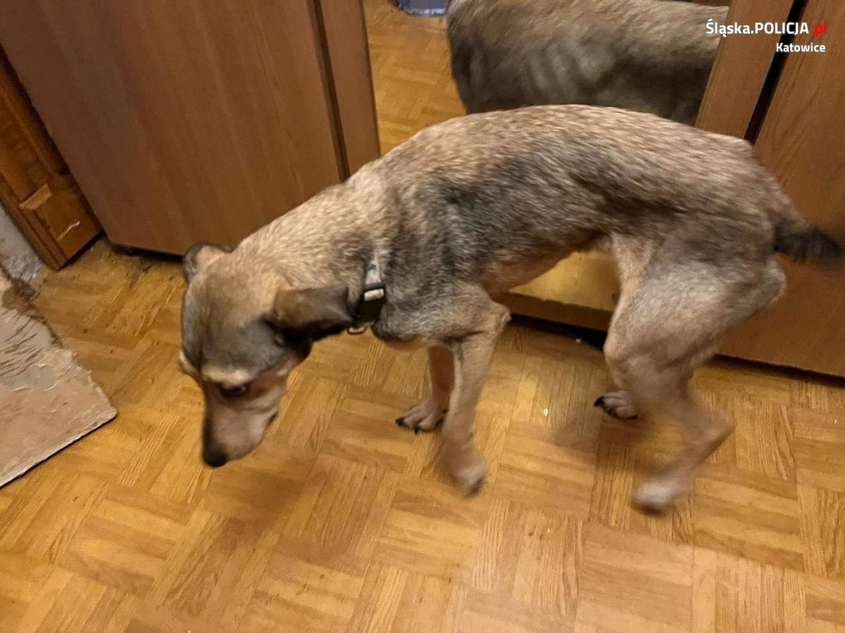 Policjanci, wspólnie z inspektoratem weterynarii, odebrali właścicielce siedem psów i trzy szczury, które były trzymane w małym mieszkaniu w centrum Katowic. Zwierzęta były skrajnie zaniedbane i schorowane. Kobieta odpowie za znęcanie się nad nimi.