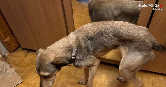 Policjanci, wspólnie z inspektoratem weterynarii, odebrali właścicielce siedem psów i trzy szczury, które były trzymane w małym mieszkaniu w centrum Katowic. Zwierzęta były skrajnie zaniedbane i schorowane. Kobieta odpowie za znęcanie się nad nimi.