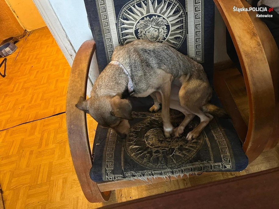 /KMP Katowice /Policja