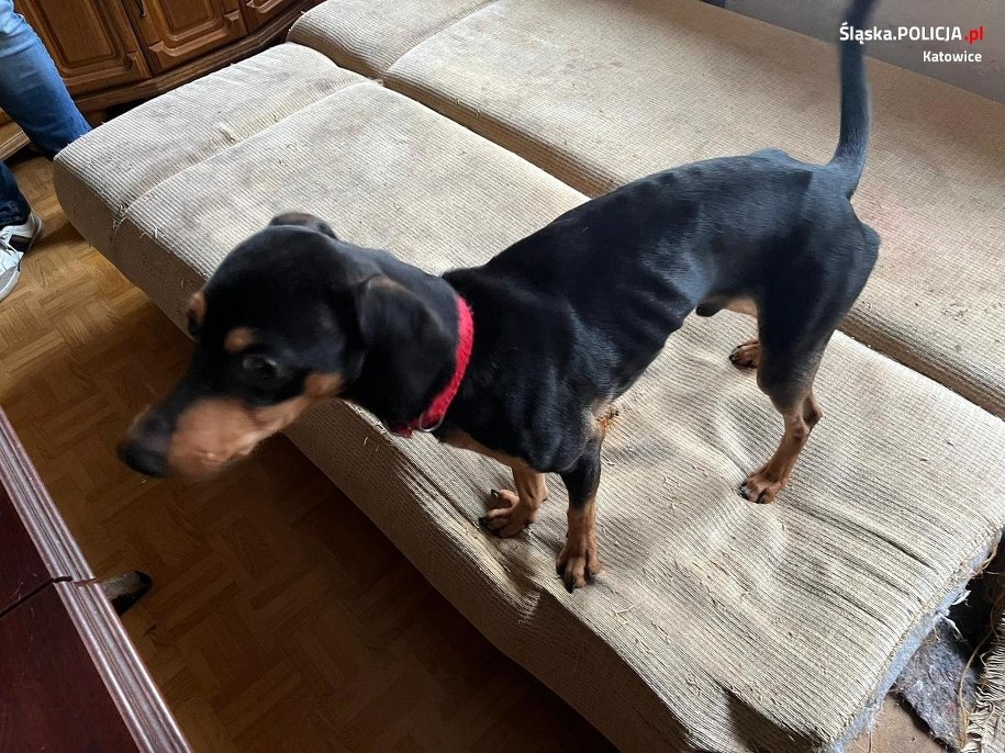 /KMP Katowice /Policja