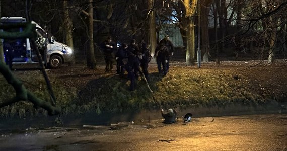 Warszawscy policjanci uratowali w czwartek mężczyznę, który przyjechał do stolicy na mecz Legii. W drodze na stadion wpadł do Kanału im. Kusocińskiego i nie był w stanie się z niego wydostać. Chciał sobie skrócić drogę na stadion i zamarznięty kanał wziął za mokry asfalt.