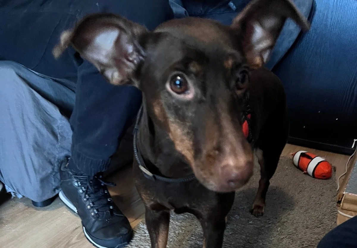 Do 5 lat więzienia grozi 45-letniemu mieszkańcowi Opola, który w windzie znęcał się nad swoim psem. Mężczyzna miał wielokrotnie kopać i rzucać o podłogę drobną suczką.