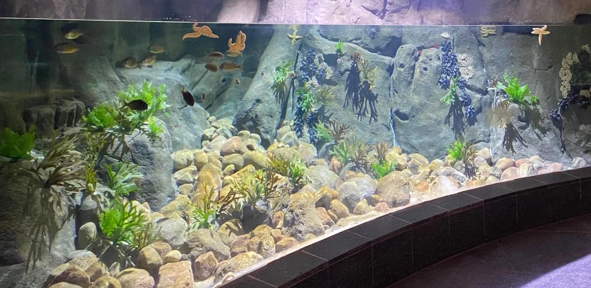 Coraz bliżej końca rozbudowy Akwarium w Gdyni. W podziemiu budynku, na wcześniej niezagospodarowanej powierzchni, powstało 12 dużych zbiorników, w których prezentowane będą zwierzęta wodne oraz wiele bezkręgowców. Zbiorniki pomieszczą łącznie osiem raz więcej wody niż w obecnie istniejących.