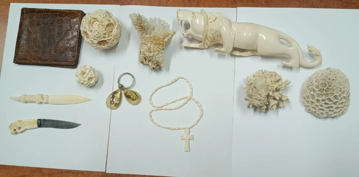 Dwóch mężczyzn powiązanych z kradzieżą z włamaniem do Ministerstwa Klimatu i Środowiska zatrzymali policjanci ze stołecznej Woli. Chodzi o zdarzenie z października, gdy doszło do włamania do rządowego gmachu i kradzieży z gabloty wyrobów z kości słoniowej i skór zwierząt zagrożonych gatunków. 