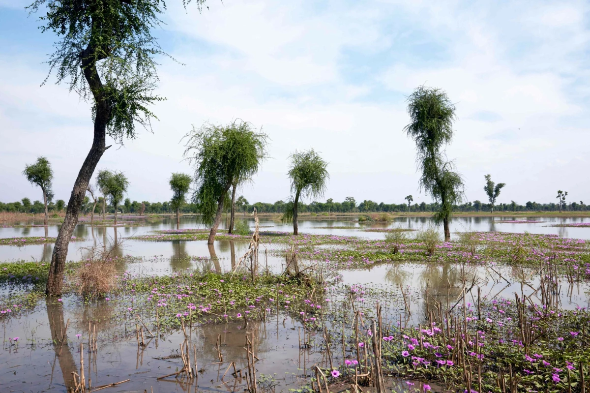 Sudan, Okupowane Terytoria Palestyńskie i Sudan Południowy są w czołówce krajów, w których sytuacja humanitarna w 2024 roku się pogorszy. Listę 20 państw najbardziej dotkniętych konfliktami i zmianami klimatu przygotował Międzynarodowy Komitet Ratunkowy (IRC).