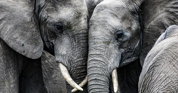 W 2023 r. zanotowano już ponad 300 przypadków przemytu zwierząt lub części ich ciał; przechwycono niemal 11 ton kości słoniowej, co oznacza, że zabito ponad 1600 słoni - wynika z danych ekologicznej organizacji śledczej Environmental Investigation Agency (EIA).