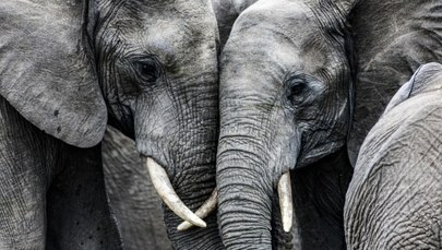 Ponad 1600 słoni zabito tylko w tym roku. Przechwycono 11 ton kości 