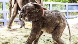 Niezwykłe narodziny na Florydzie. Młode waży prawie 100 kg