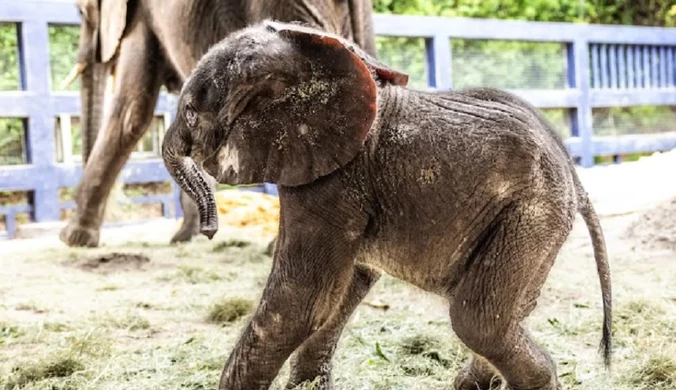 Niezwykłe narodziny na Florydzie. Młode waży prawie 100 kg