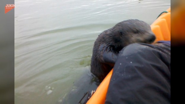 Ta wydra ewidentnie lubi pływać kajakiem. Bez oporów wdrapała się na pokład i ruszyła w podróż.