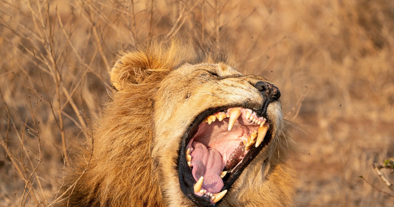 Niechciane zwierzaki trafiają do zoo w Aalborgu. Tam kończą jako pokarm