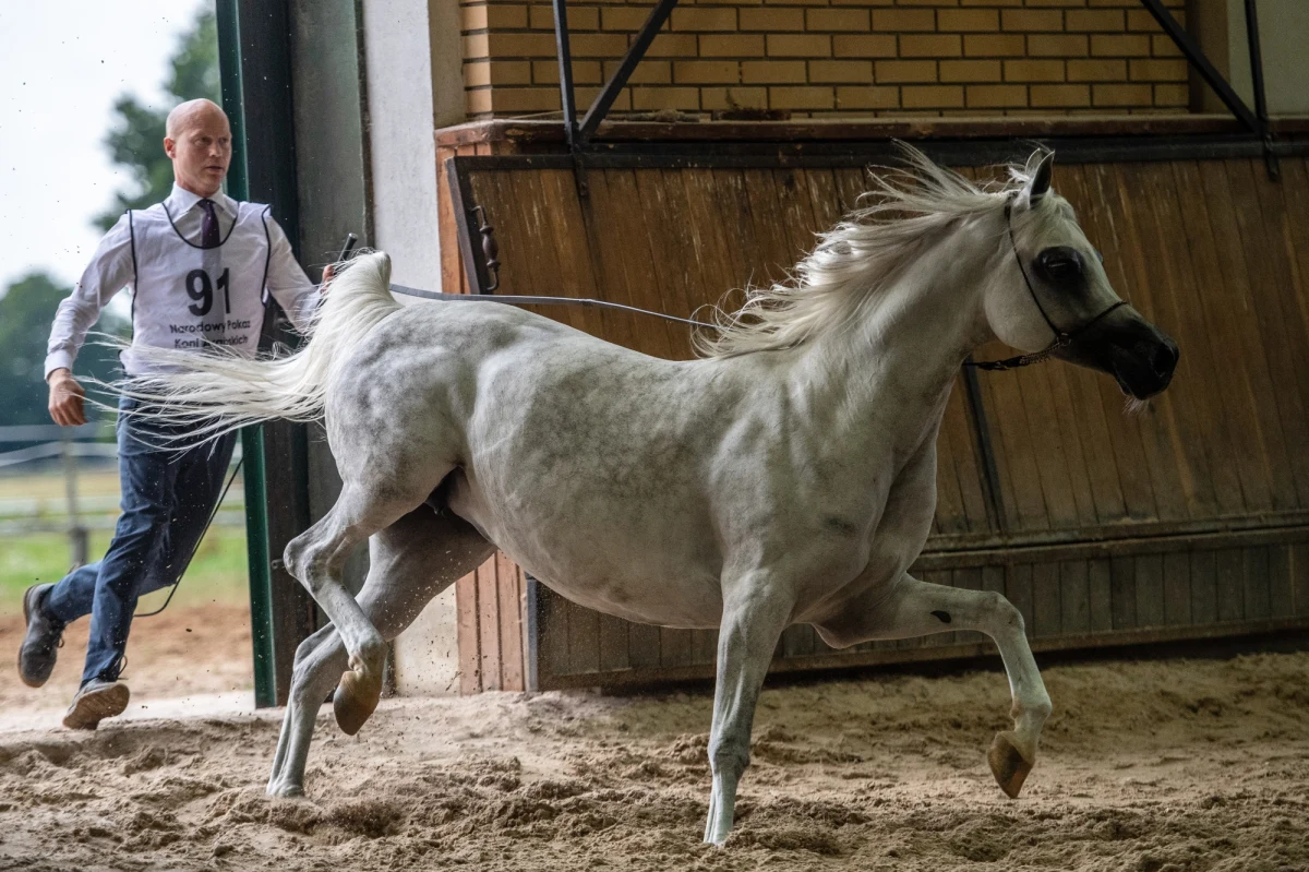 Trwające ponad sześć lat śledztwo w sprawie niegospodarności w polskich stadninach koni arabskich zostało umorzone. Brak znamion czynu zabronionego – uznała Prokuratura Regionalna w Lublinie, która - jak ustaliło radio RMF FM - analizowała w tym śledztwie aż 15 lat działania nie tylko zarządu stadniny w Janowie Podlaskim, ale również stadnin w Białce i Michałowie oraz kwestie związane z organizacją Dni Konia Arabskiego. 