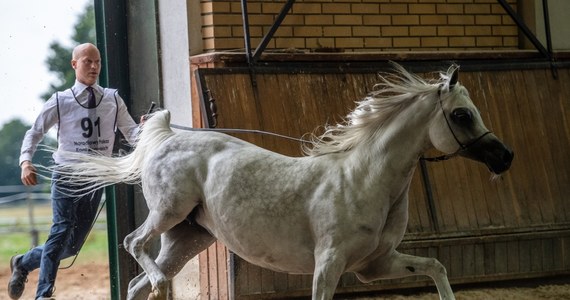 Trwające ponad sześć lat śledztwo w sprawie niegospodarności w polskich stadninach koni arabskich zostało umorzone. Brak znamion czynu zabronionego – uznała Prokuratura Regionalna w Lublinie, która - jak ustaliło radio RMF FM - analizowała w tym śledztwie aż 15 lat działania nie tylko zarządu stadniny w Janowie Podlaskim, ale również stadnin w Białce i Michałowie oraz kwestie związane z organizacją Dni Konia Arabskiego. 