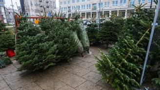 Co symbolizuje choinka? Zwyczaj początkowo nie podobał się Kościołowi 