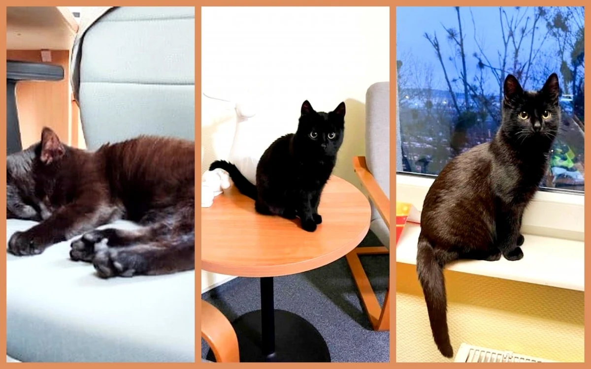 ​Ma wielkie szczęście, bo trafił na kochających zwierzęta pracowników PUP w Gdyni. Bohaterem tej historii jest pięciomiesięczny kociak PUPuś, który dzięki nim znalazł schronienie. Małą, czarną, wyziębniętą i głodną kruszynkę znalazła na ulicy dyrektor tej placówki. Teraz kotek przebywa w domu tymczasowym, jednak urzędnicy mają nadzieję, że po świętach znajdzie swojego stałego opiekuna.  