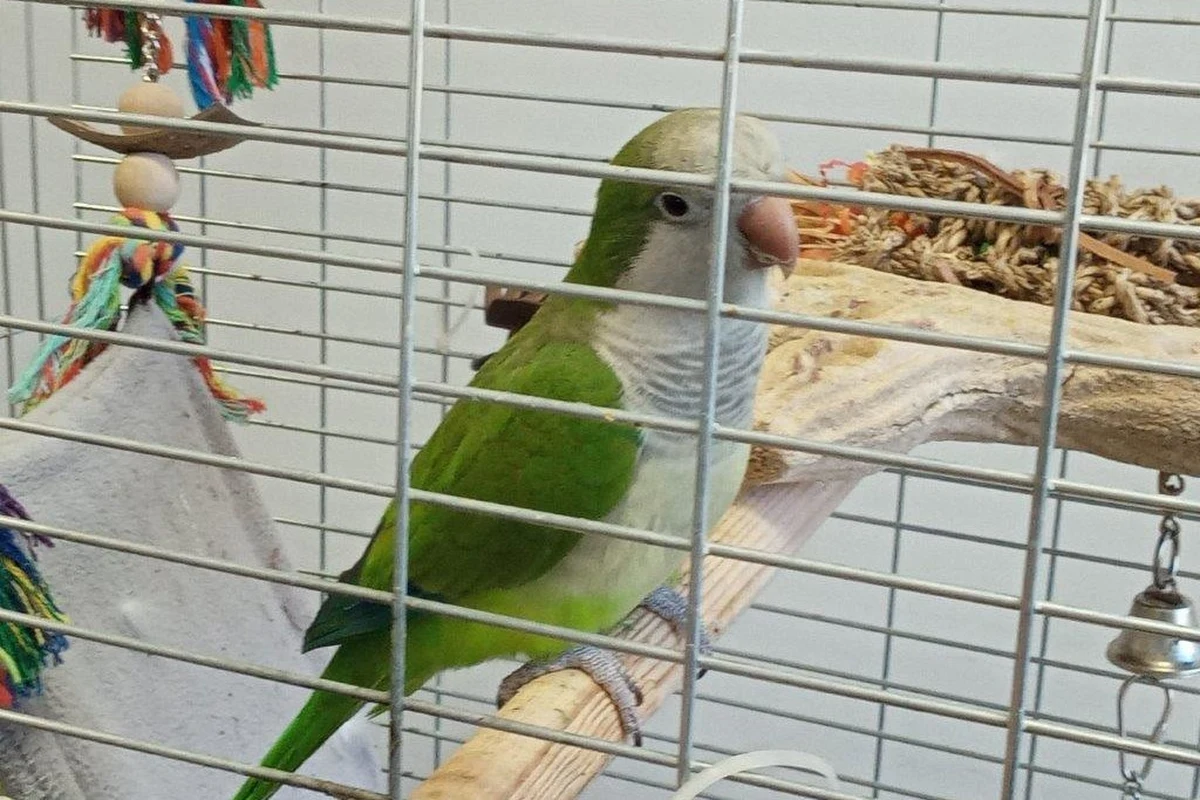 Strażnicy graniczni z Korczowej podczas kontroli samochodu 32-letniej Ukrainki znaleźli klatkę z papugą - mnichą nizinną. Ten gatunek jest dość popularny, ale jest na tzw. lisście CITES i trzeba mieć zezwolenie na jej posiadanie i wywóz. Ptak trafił do zamojskiego zoo.    

