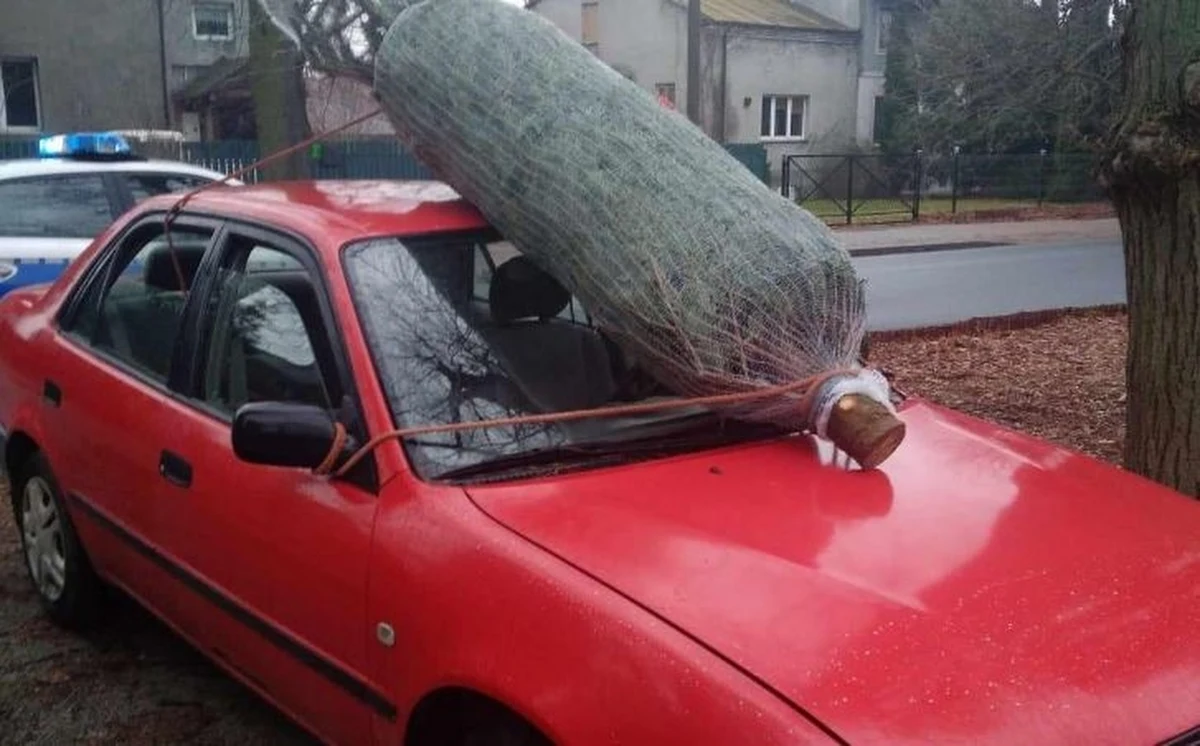 68-letni kierowca z okolic Pruszkowa na Mazowszu stracił prawo jazdy za przewożenie… choinki. A to dlatego, że świąteczne drzewko było przywiązanie do przednich lusterek i leżało na szybie samochodu.