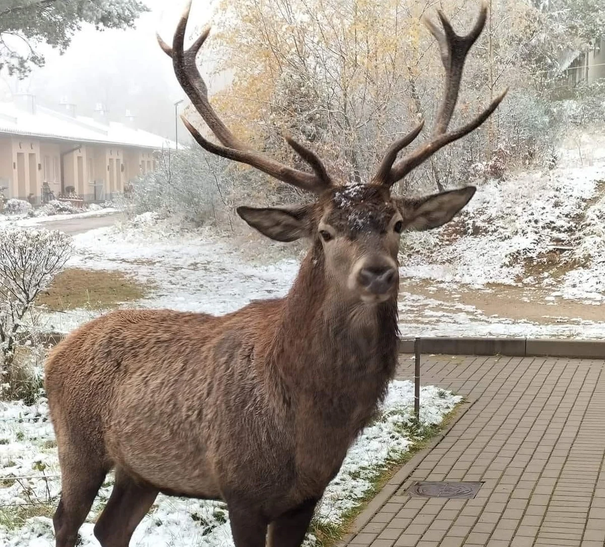 W Szklarskiej Porębie myśliwy zastrzelił oswojonego jelenia, któremu mieszkańcy dali imię Bartek. Zdaniem obrońców zwierząt złamane zostało prawo, bo polowanie na jelenie nie może się odbywać w nocy, a do tego tuż przy zabudowaniach mieszkalnych. Sprawa została zgłoszona policji i prokuraturze, trwa ustalanie sprawcy.