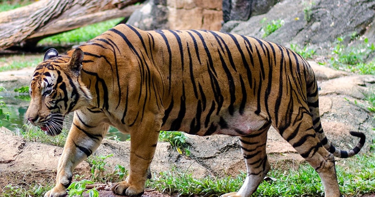 Tras los ataques del tigre devorador de hombres, Malasia tomó medidas drásticas