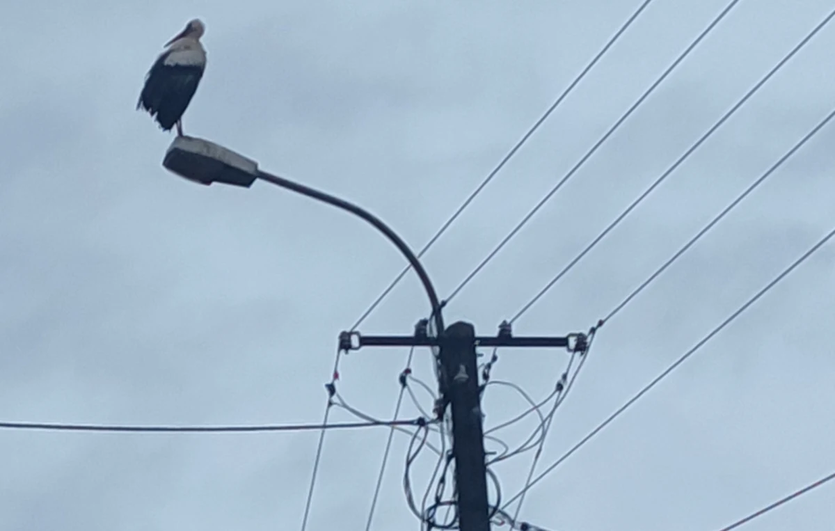 W północno-wschodniej Polsce można spotkać pojedyncze bociany, które jednak nie odleciały do ciepłych krajów. Taki ptak przesiaduje chociażby w gnieździe w miejscowości Spytkowo koło Giżycka na Mazurach. Bocianom na razie nie należy pomagać, bo można zrobić im krzywdę. Co innego, gdy same zaczną pojawiać się w pobliżu naszych domów, szukając pożywienia.