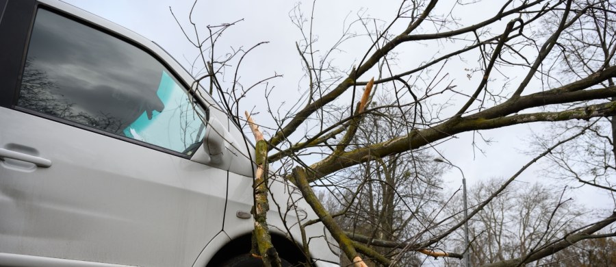 Ponad 180 zgłoszeń odebrali wielkopolscy strażacy w związku z silnym wiatrem w regionie. Zgłoszenia dotyczyły m.in. powalonych i połamanych drzew, a także zerwanych dachów.