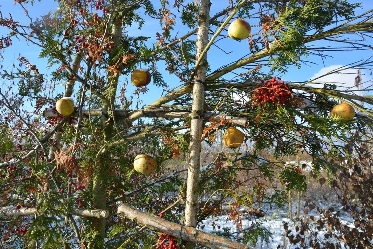 Pomorski Ośrodek Rehabilitacji Dzikich Zwierząt "Ostoja" opuściło 280 z 450 ptaków, odebranych na początku grudnia obywatelowi Włoch, który pod pozorem legalnej hodowli odławiał gatunki chronione. W "Ostoi" ptaki przeszły rehabilitację. Każdy z nich został zaobrączkowany i pojedynczo wypuszczony do jego naturalnego środowiska.

