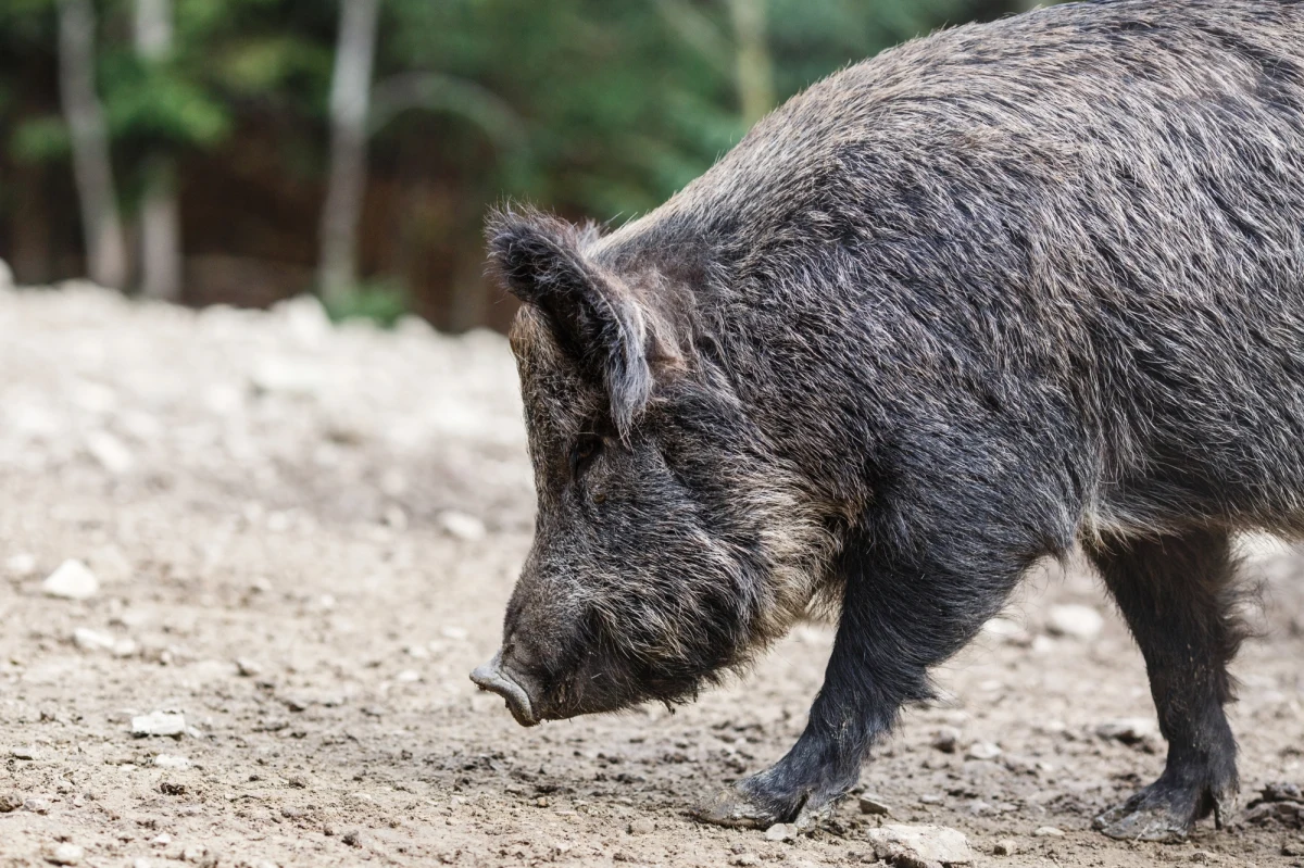 W bardzo ciężkim stanie trafiła do szpitala 55-letnia kobieta, którą wczoraj wieczorem zaatakował dzik w Gdyni Chyloni. 