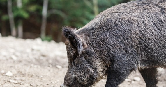 W bardzo ciężkim stanie trafiła do szpitala 55-letnia kobieta, którą wczoraj wieczorem zaatakował dzik w Gdyni Chyloni. 