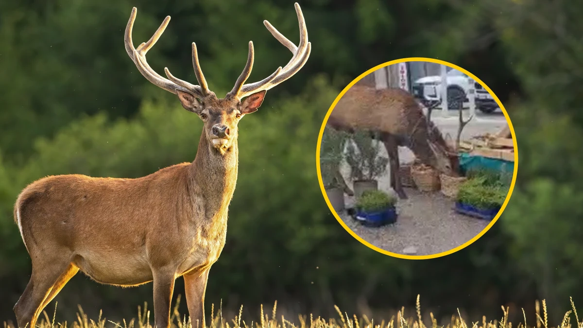 Wygłodniały jeleń przyszedł w piątek na targ w górskiej miejscowości Cortina d'Ampezzo na północy Włoch, co udokumentowano na zdjęciach opublikowanych w mediach. Nakarmili go właściciele straganów z warzywami. Najedzone zwierzę wróciło w góry.