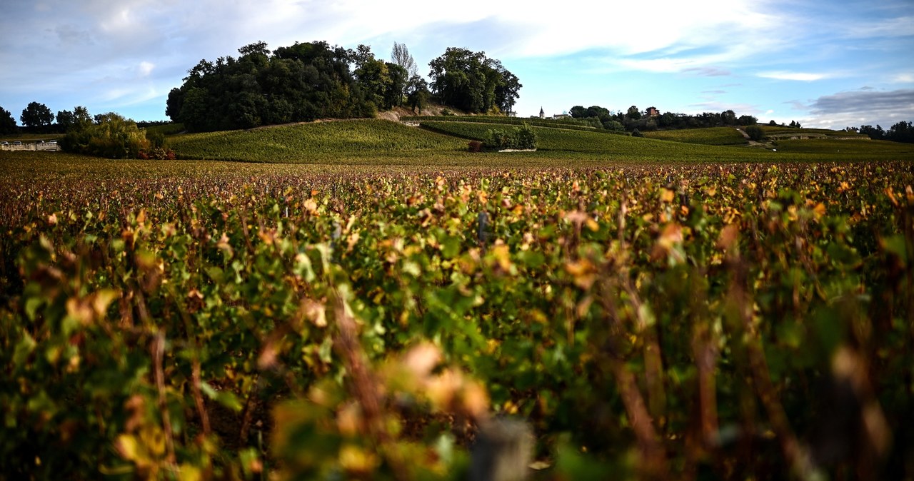 Francuski, resort, rolnictwa, poinformował, winiarze, regionu, Bordeaux, zamierzają, wykarczować, hektarów, winnic, Niszczyciels Francuzi karczują winnice. Spadek spożycia to tylko jeden z problemów