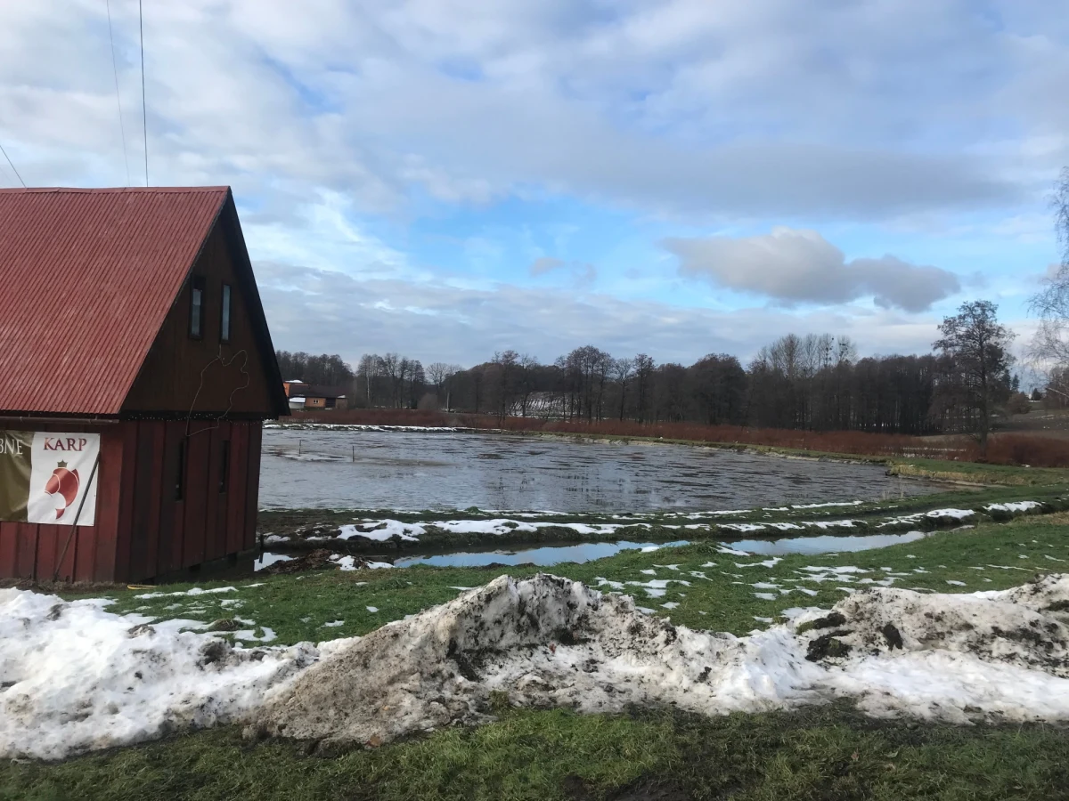Dziś Wigilia. Jedną z potraw, która w wielu domach trafi zapewne na wigilijny stół, jest karp. Są tacy, którzy kupują w sklepie gotowe już kawałki ryby. Ale niektórzy wybierają się bezpośrednio do hodowcy. Na przykład do Pielgrzymowic, gdzie od pokoleń hodowana jest królewska ryba.