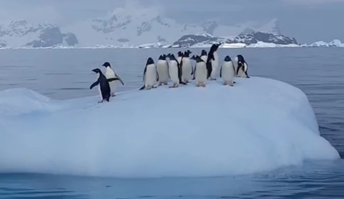 Zaskakujące zachowanie pingwinów. Stworzyły "huśtawkę" na górze lodowej