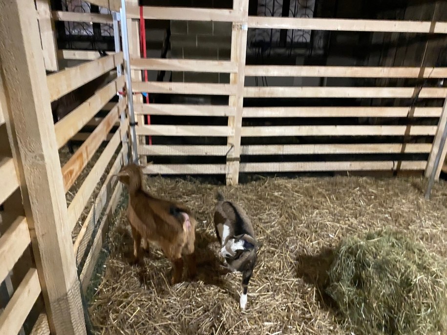 /Żywa Szopka przy Franciszkańskiej /