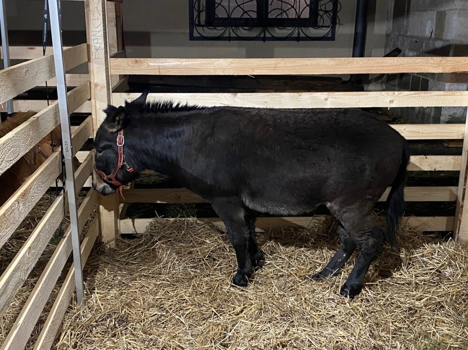 /Żywa Szopka przy Franciszkańskiej /