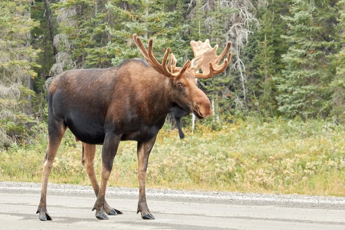 We wtorek wieczorem w miejscowości Radcze (Lubelskie) doszło do zderzenia samochodu z łosiem. Na pierwszy pojazd najechał następnie kolejny. Dwie osoby zostały ranne - informuje policja.