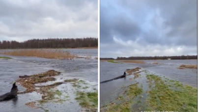 Rzeka Łeba przerwała wał przeciwpowodziowy