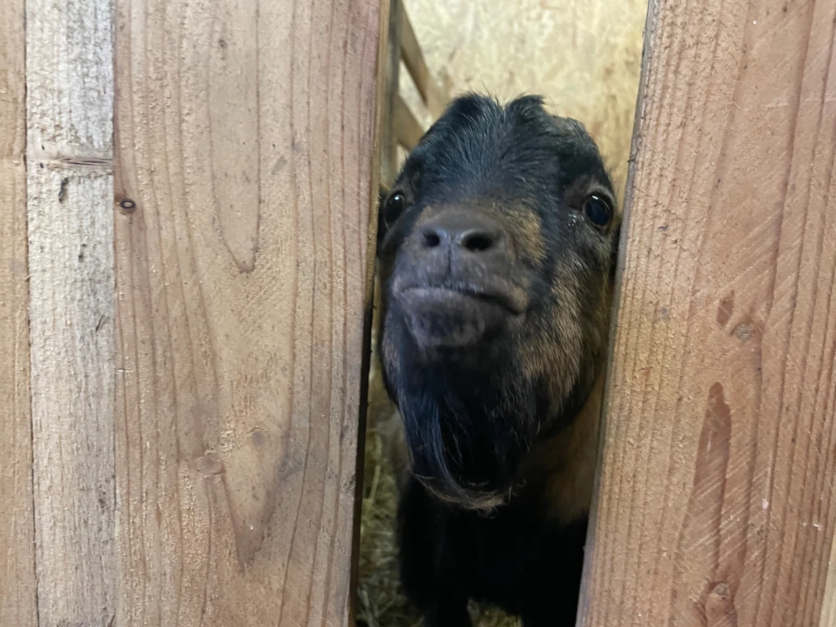 Przy Sanktuarium Miłosierdzia Bożego na gdańskiej Strzyży stanęła żywa szopka. Można ją zwiedzać do końca roku. W środku osiołek, indyki, ale też głośne kózki.