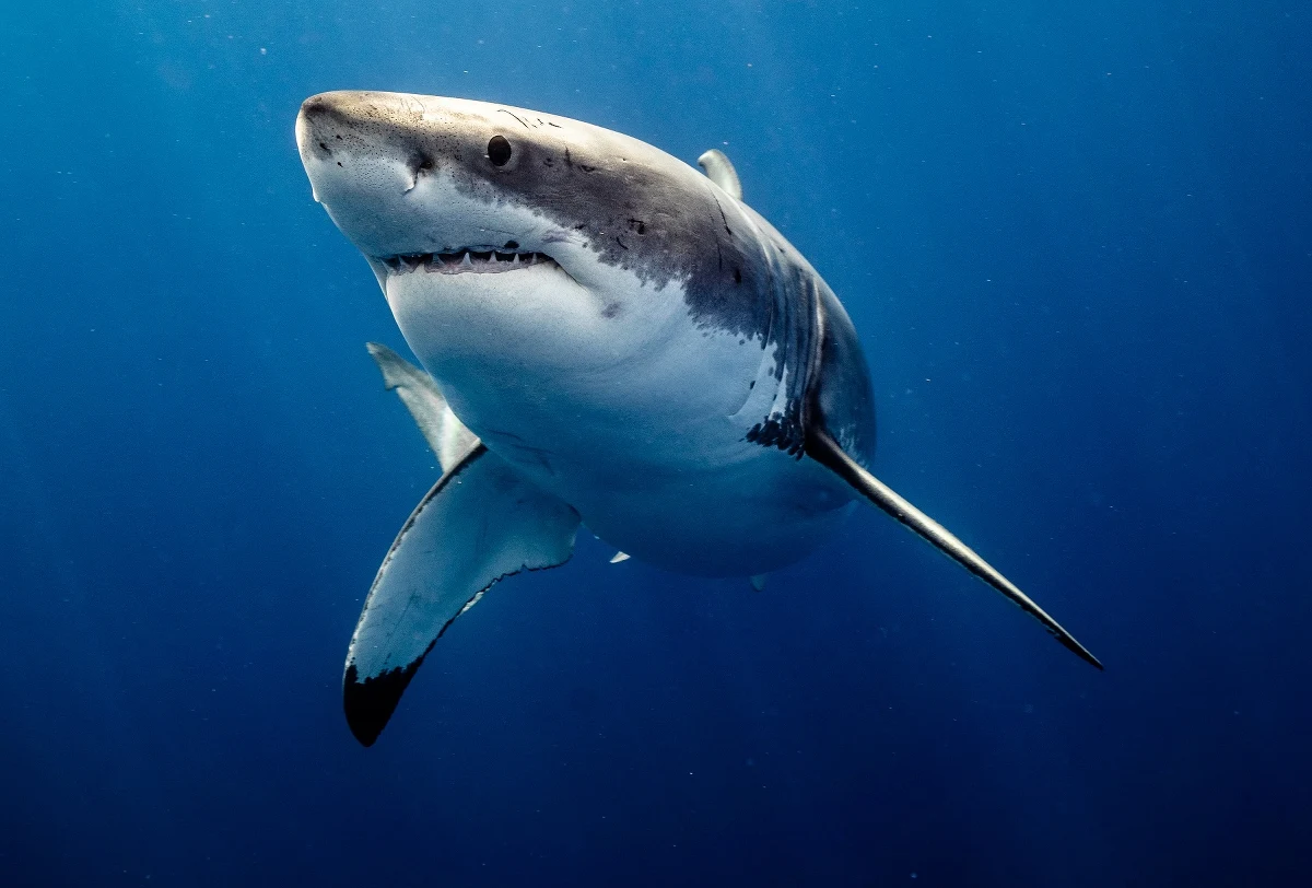 Rekin zaatakował i zabił nastoletniego chłopca, który surfował na południowym wybrzeżu Australii - informuje Reuters, powołując się na miejscową policję.