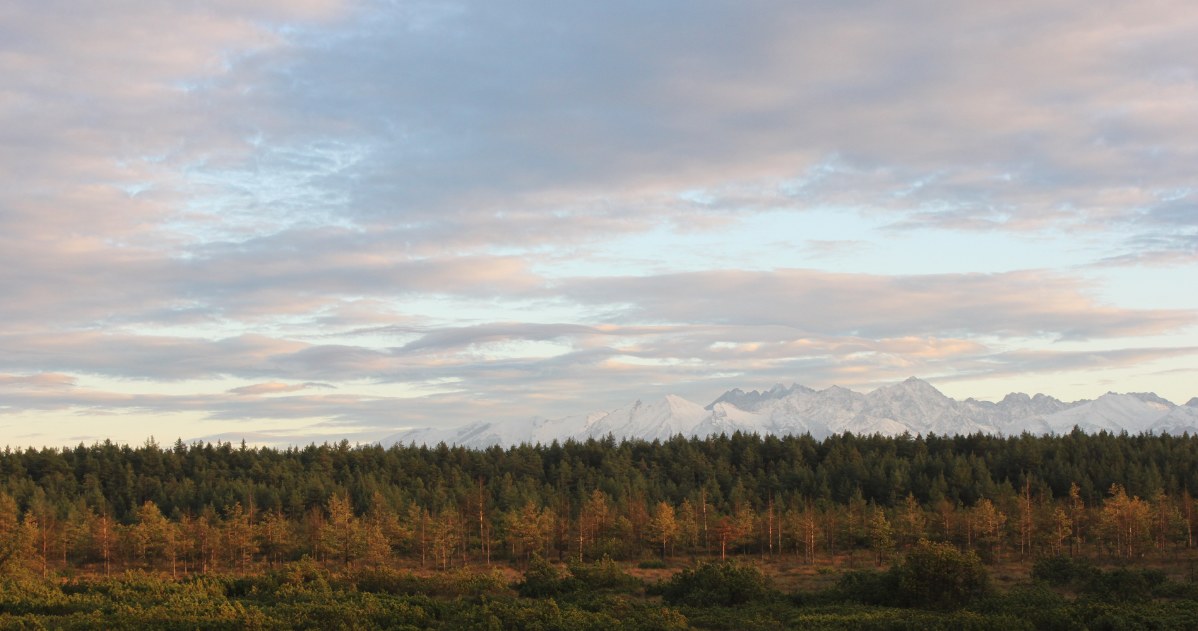 Miłośnikom, leśnych, wędrówek, gustu, przypadnie, Czerwonem, Torfowiskowoleśny, rezerwat, przyrody, ścieżką, edukacyjnoprzyrodni Drewnianą kładką przez torfowisko. Niezwykły punkt widokowy na Tatry